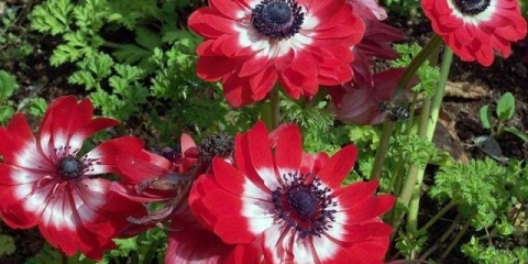 Kada iskopati anemone i kako ih čuvati